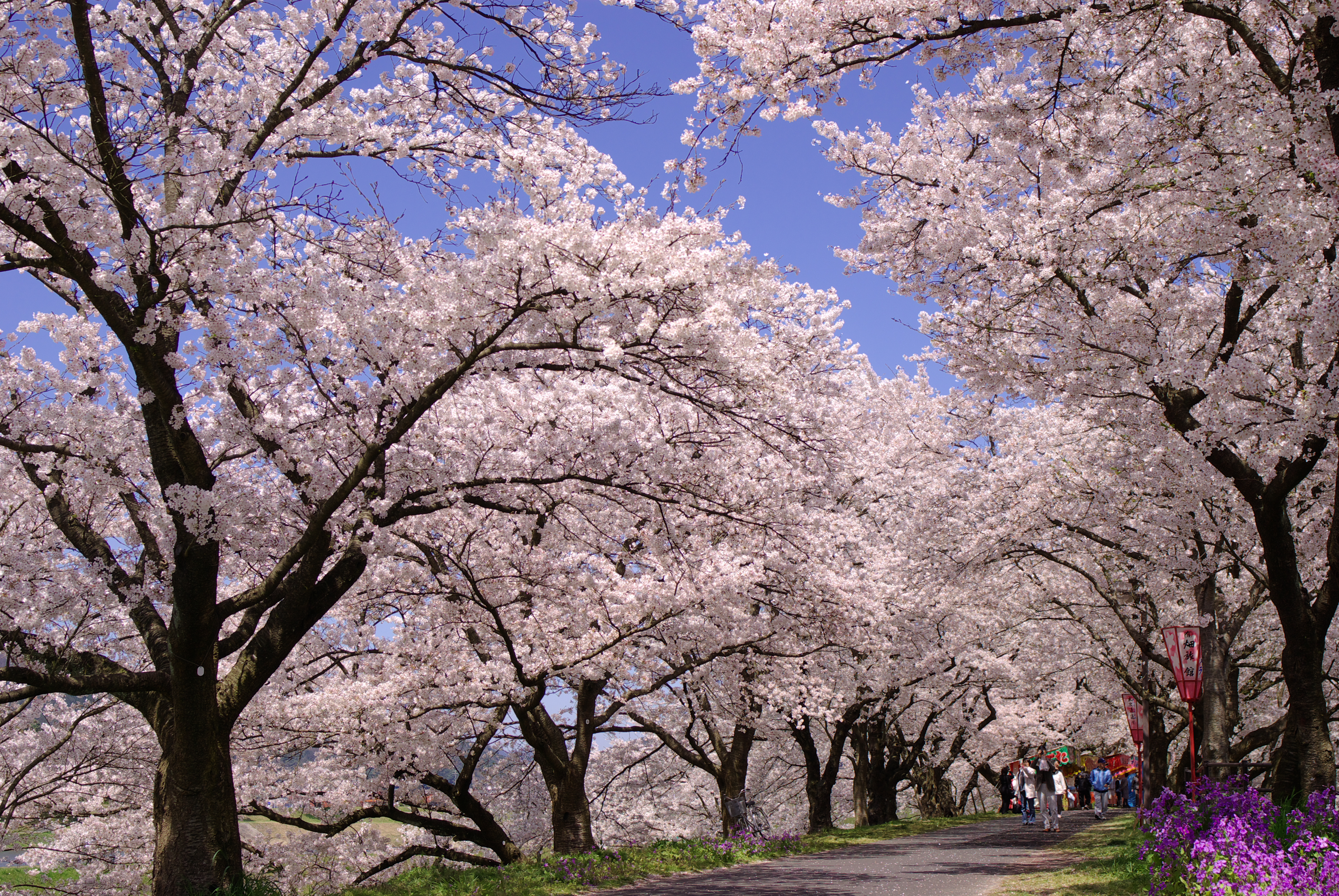 日本の春 Spring In Japan 英語対訳で読む日本の文化